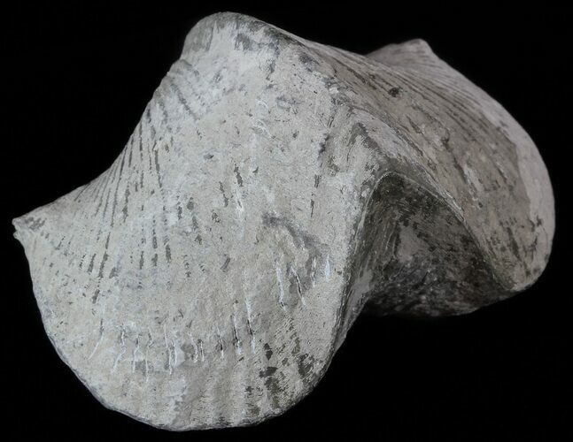 Pyrite Replaced Brachiopod (Paraspirifer) - Ohio #52695